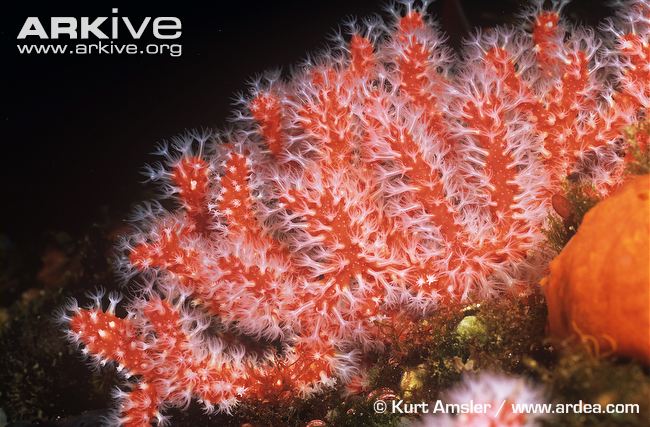 Corallium-rubrum-colony-polyps-extended