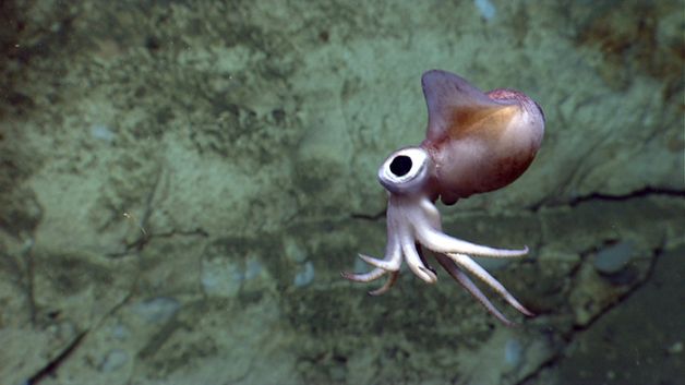 The adorable bobtail squid. Image from NOAA Okeanos
