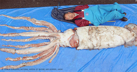 The Giant Squid. Image credit: Tsunemi Kubodera
