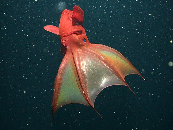 They also don't consume blood, or even live food!  Image from MBARI