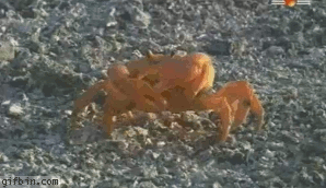 crabtakesarm