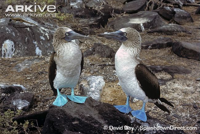 Blue-footed-boobies-showing-different-coloured-feet