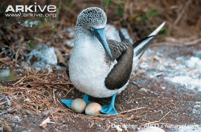 Blue-footed-booby-at-nest-with-eggs