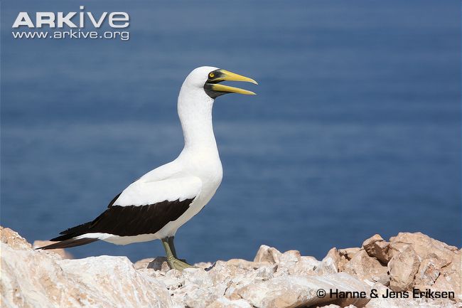 Masked-booby-side-view